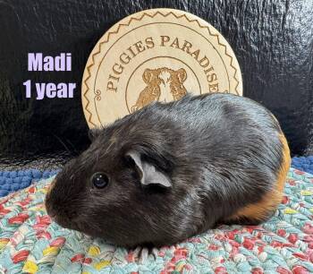 Rescue Short Haired Guinea Pigs for Adoption in Red Oak, Iowa - Madi | PetCurious